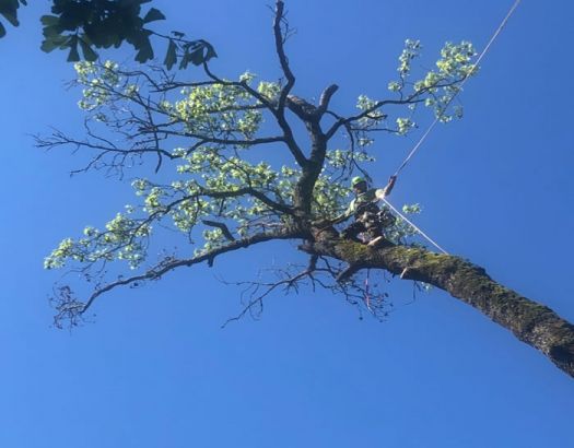 Arborist