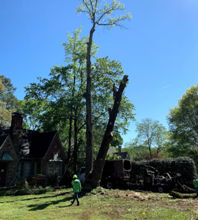 Tree Trimming