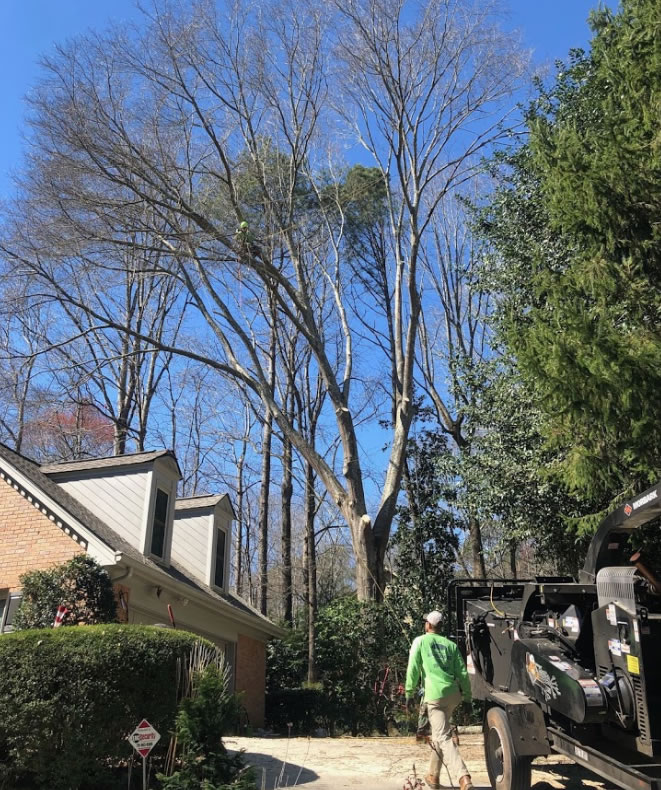 Tree Trimming