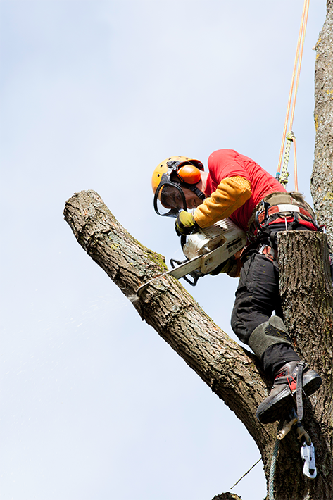 Pruning, Trimming, or Removal—Which Tree Service Do You Actually Need?