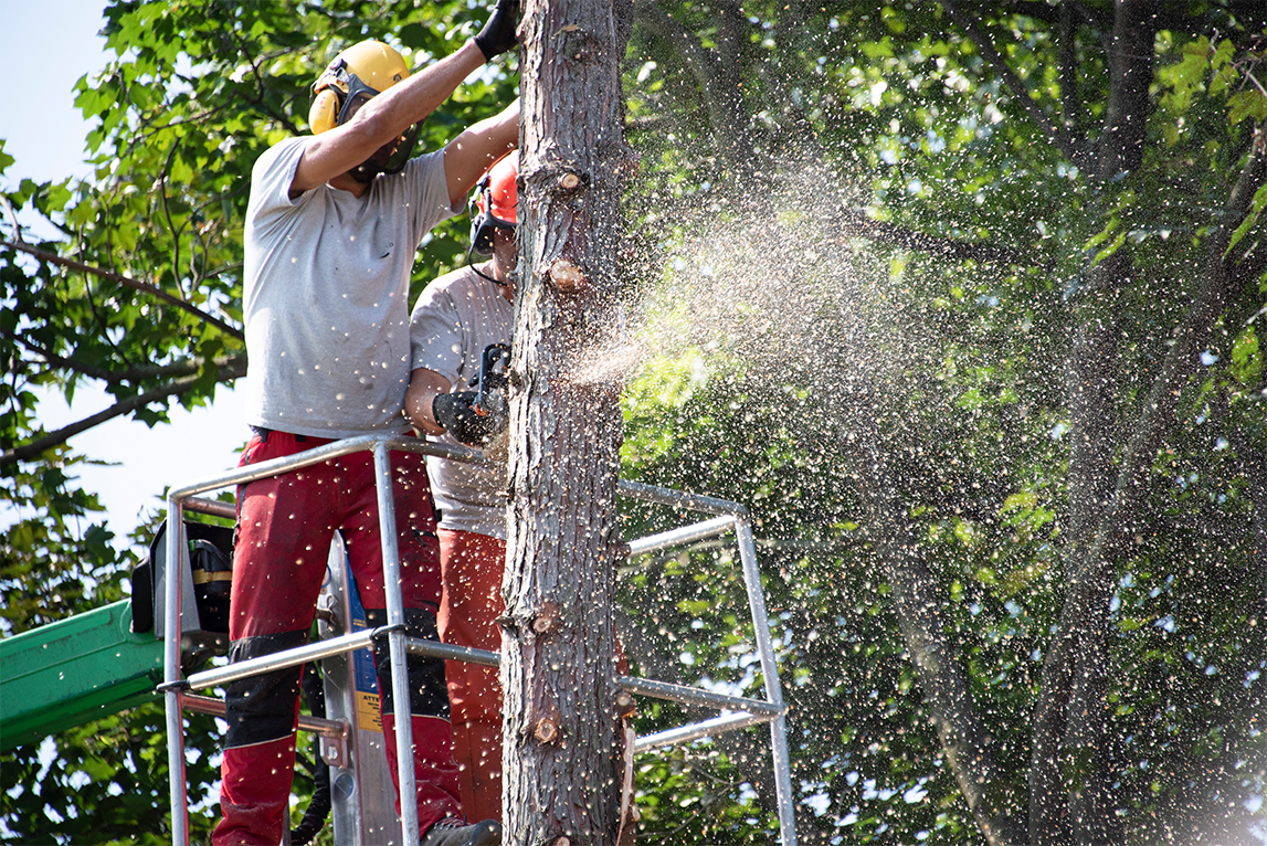 Arborist in Brookhaven