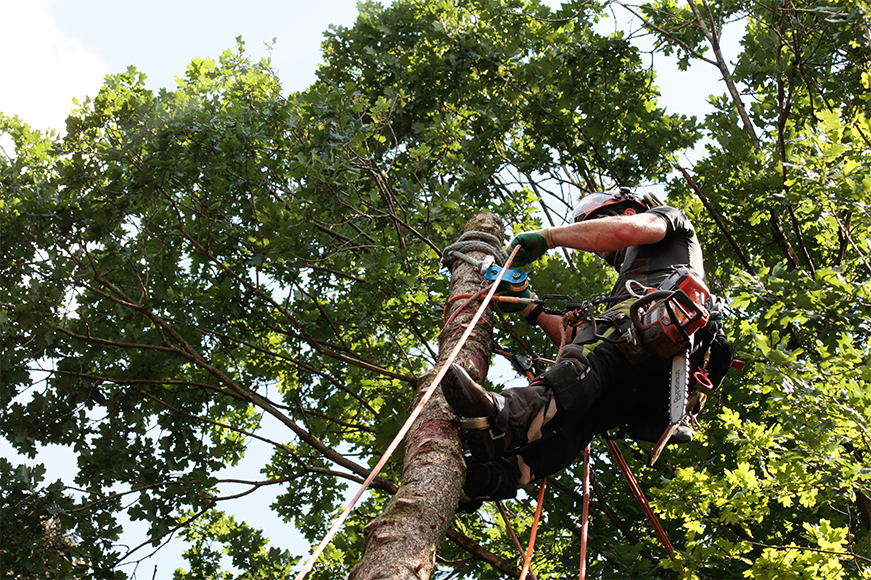 Professional Tree Care Services