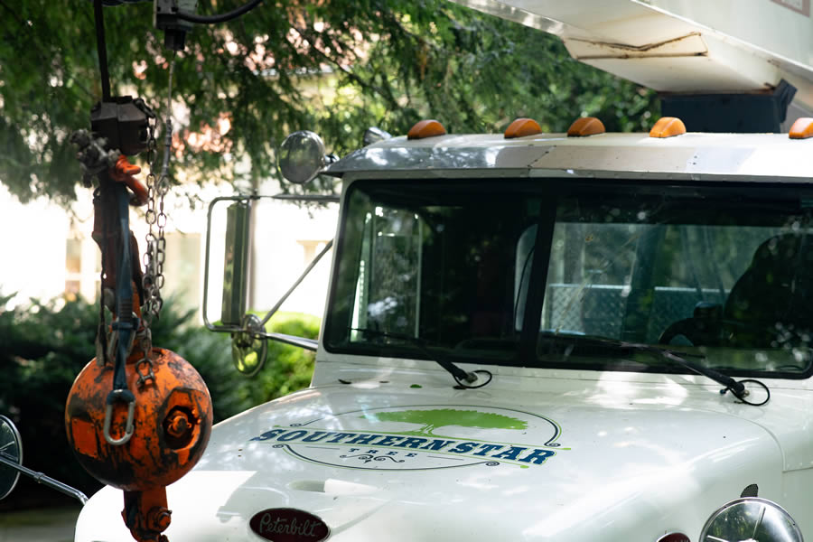 Tree Health And Maintenance