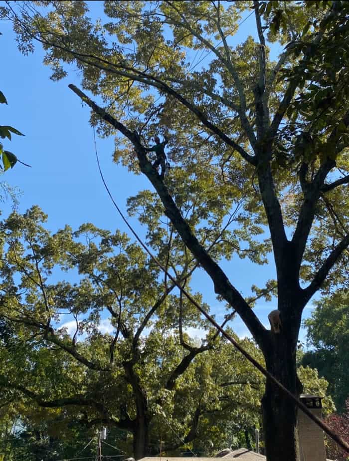 Does Your Tree Need More Water