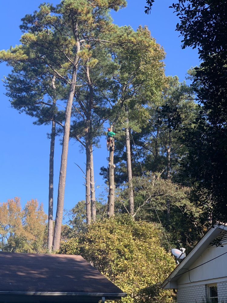Arborist Duluth | Certified Arborists in Duluth, GA