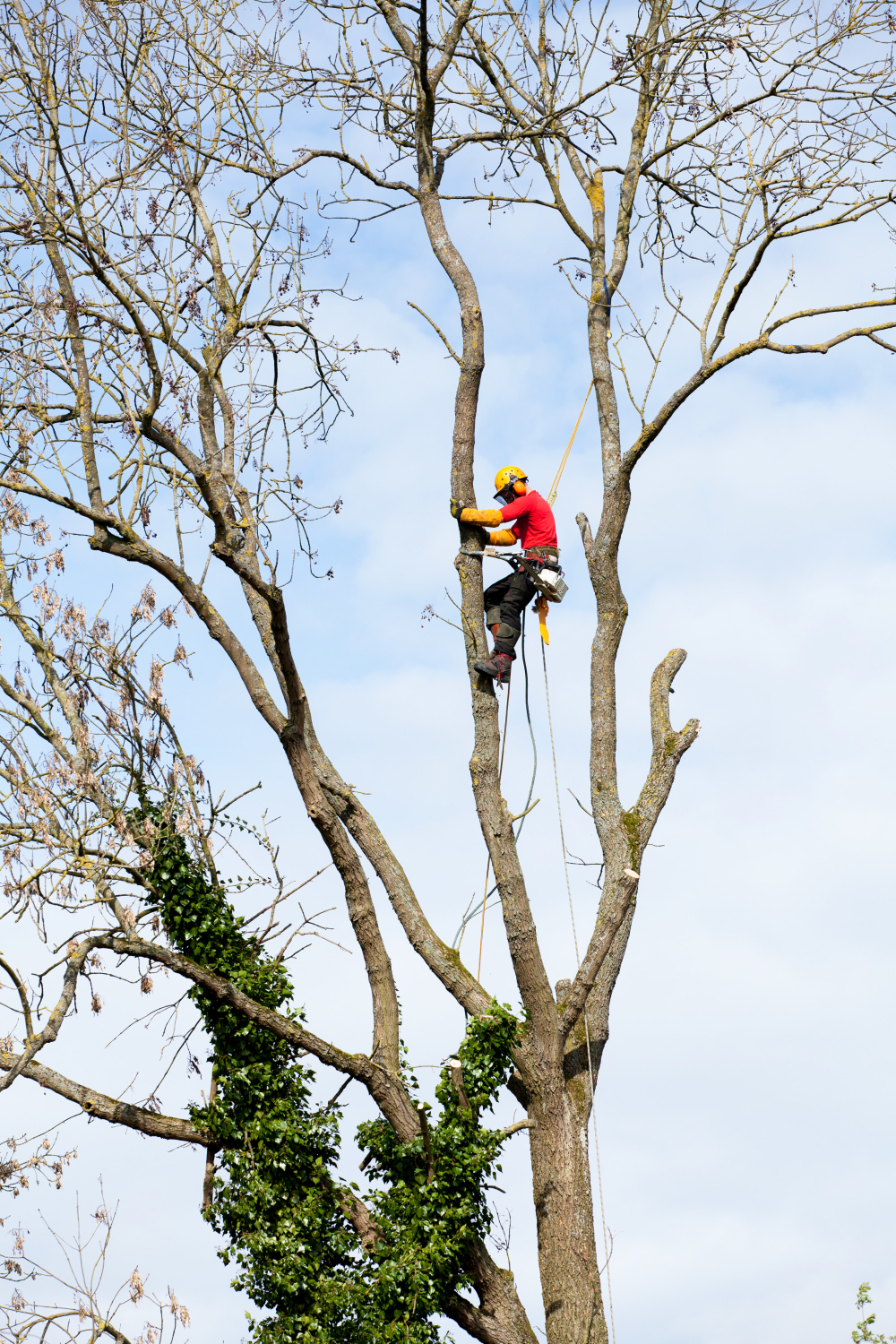 Why DIY Tree Pruning Is Risky Without Expert Help