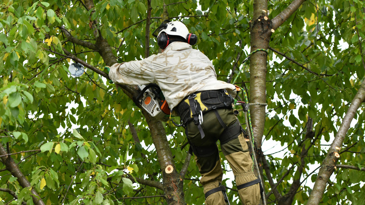 Why DIY Tree Trimming Is Risky — Call a Pro Instead