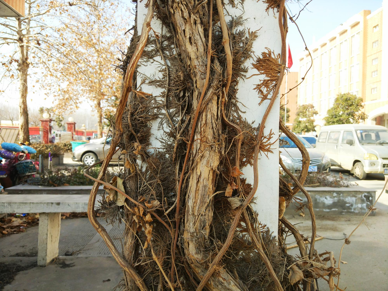 How to Spot Tree Damage Before It Becomes a Hazard