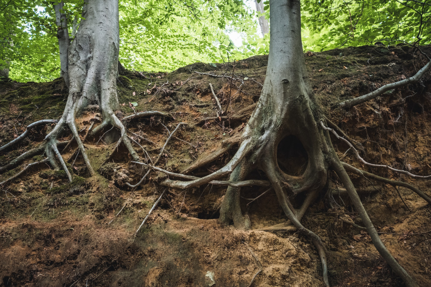 Understanding Tree Root Damage and How to Prevent It