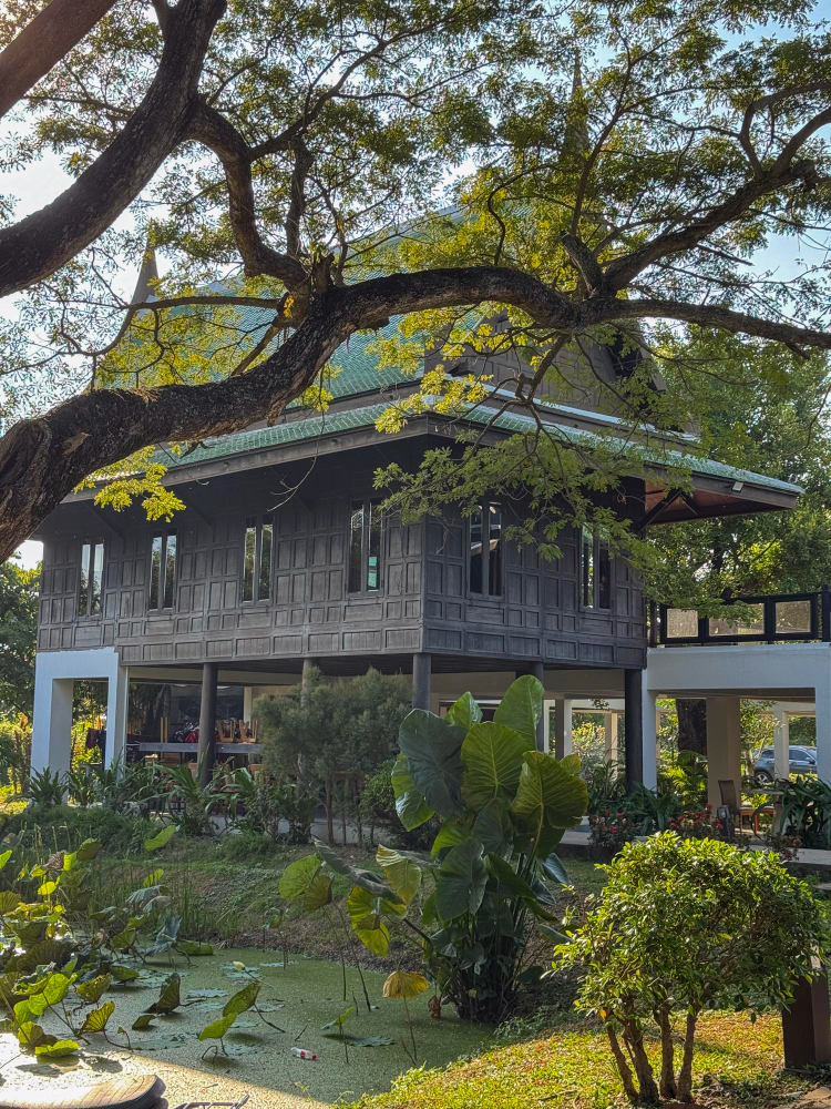 Overgrown Trees: Hidden Risks to Your Roof and Home