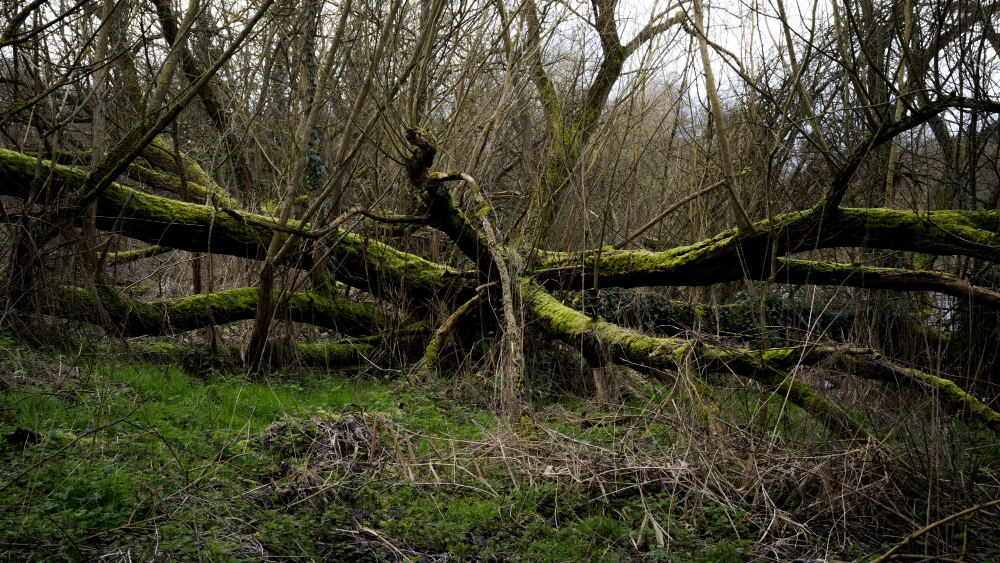 Dangers of Overgrown Trees and Why Regular Maintenance Matters