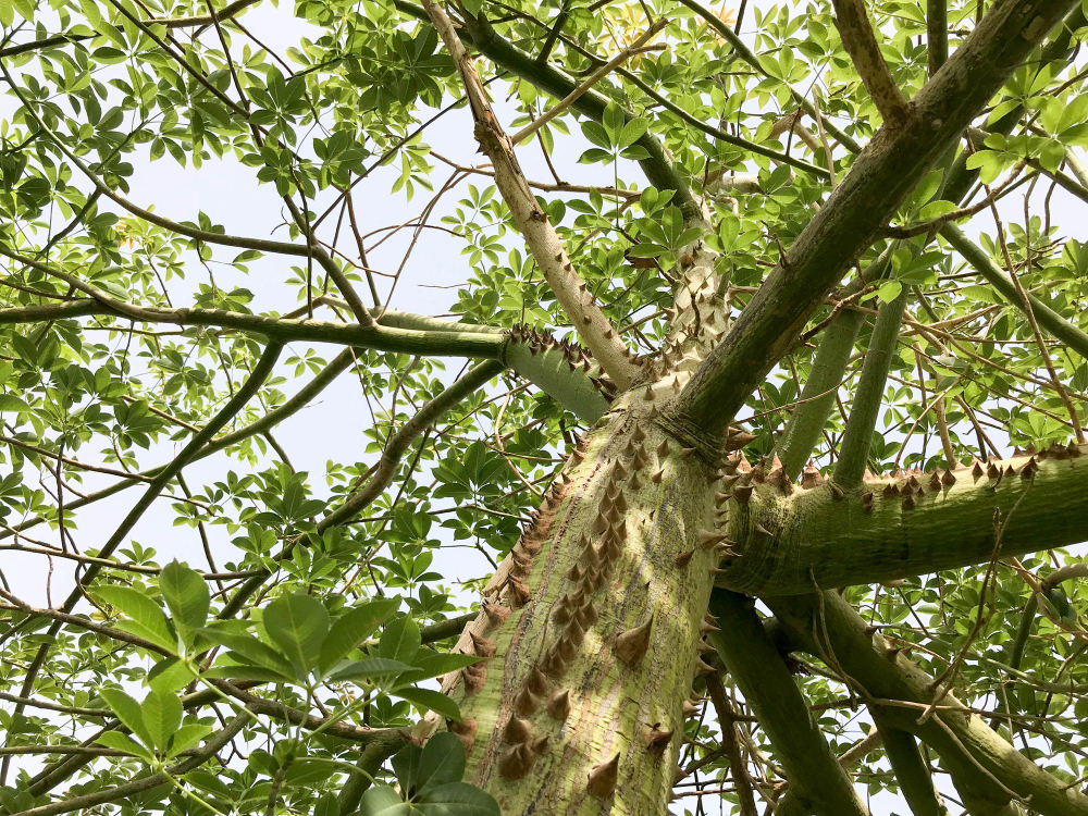 Warning Signs You Shouldn’t Ignore a Dangerous Tree