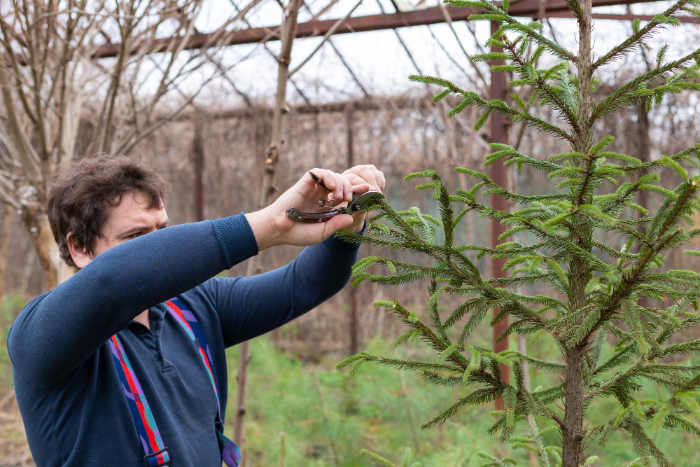 Benefits of Tree Pruning for Healthier Growth and Safer Yards