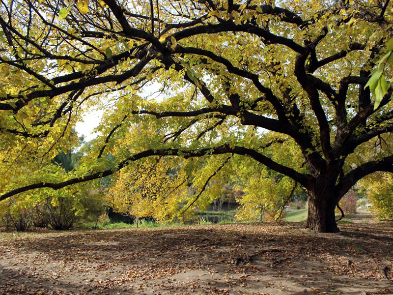 Simple Tree Fertilizing Tips for Healthier Growth
