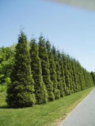 Best Time to Prune Evergreen Trees