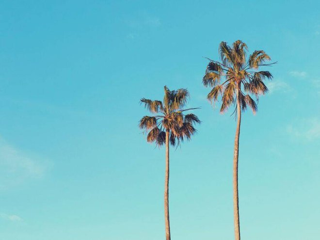 How to Cut a Palm Tree Down Without a Chainsaw