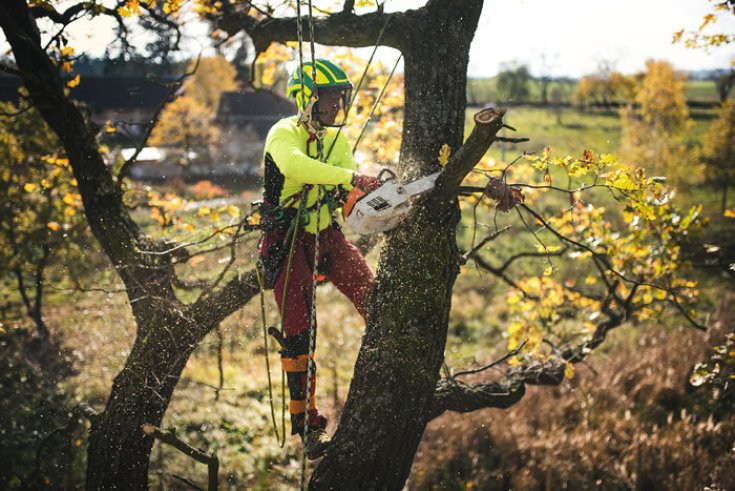 7 Reasons When I Should Cut Down My Tree?