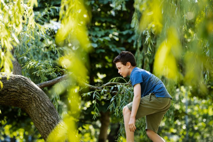 What Do Trees Need to Be Healthy?