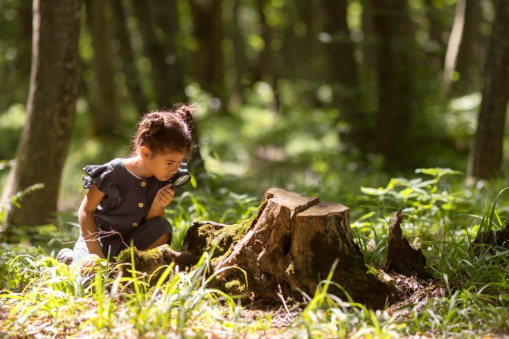 The Environmental Benefits of Tree Removal
