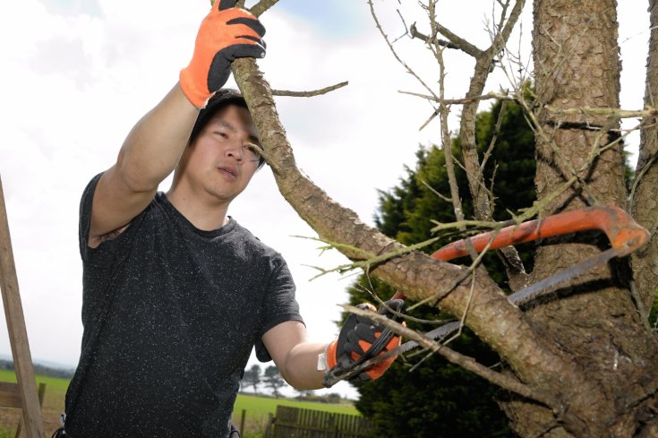Pruning, Trimming, or Removal—Which Tree Service Do You Actually Need?