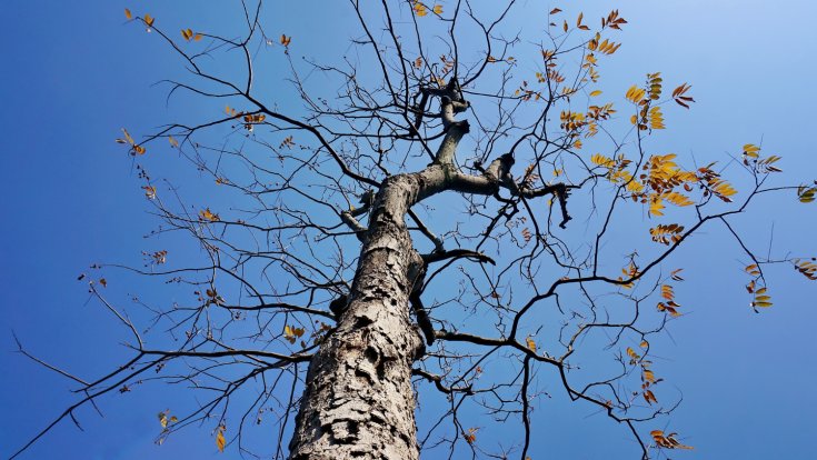 Ever Wonder Why That Branch Always Breaks? Here’s the Story Your Tree Is Telling