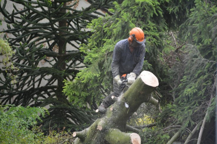 What Makes a Tree Service Truly Professional — Beyond Just Chainsaws