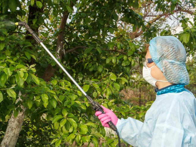 Protecting Your Trees from Pests and Disease