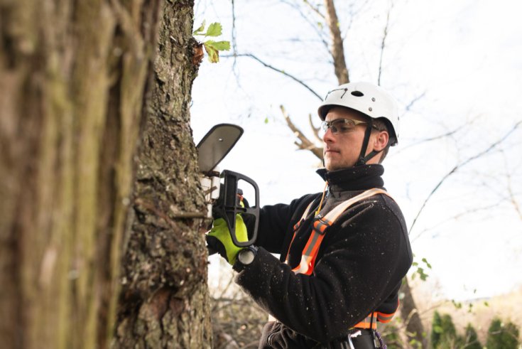 Why Tree Work Is One of the Most Dangerous Home Services