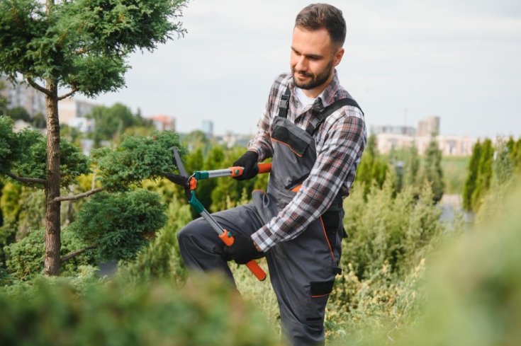 Storm Prep: Why Your Trees Need a 'Haircut' Before Windy Season