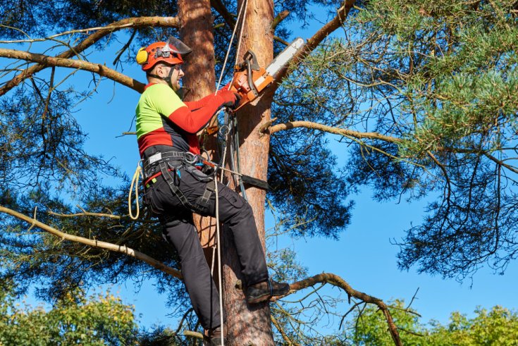 Tree Services Near Power Lines: Why Professionals Are a Must