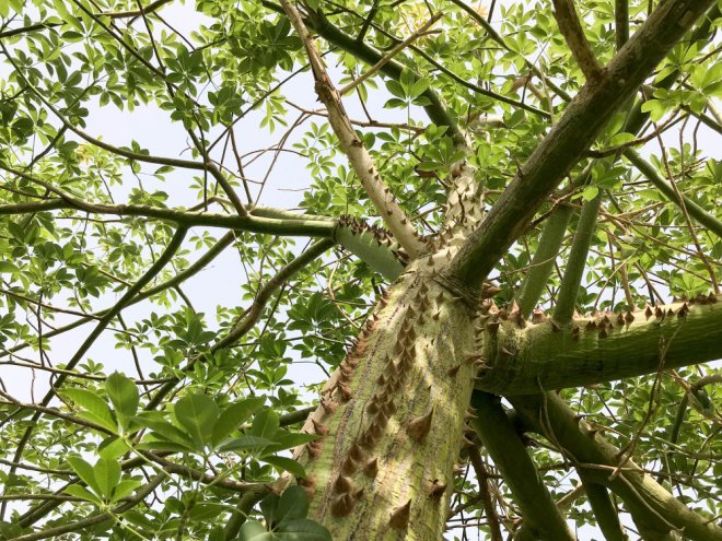 What I Wish I Knew Before Ignoring a Dangerous Tree