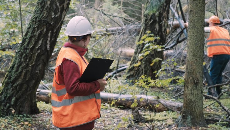 How Tree Service Companies Handle Permit Requirements