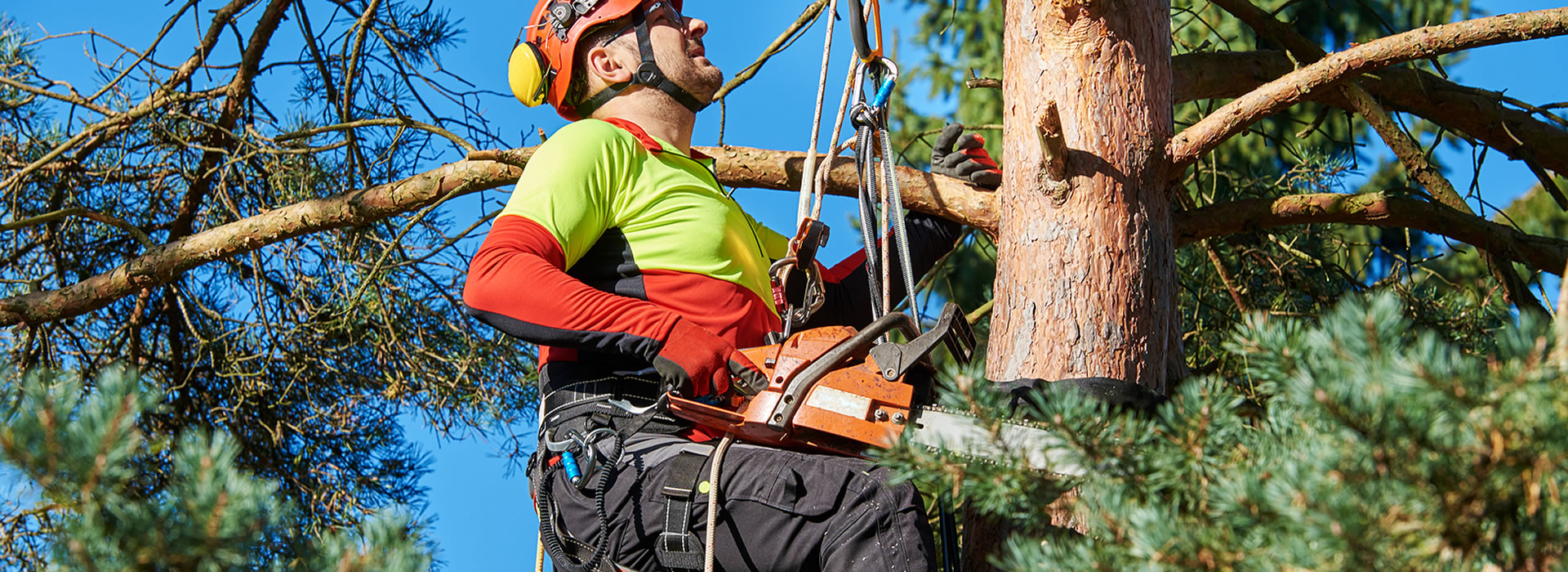 Trusted Tree Company Serving Buckhead, GA