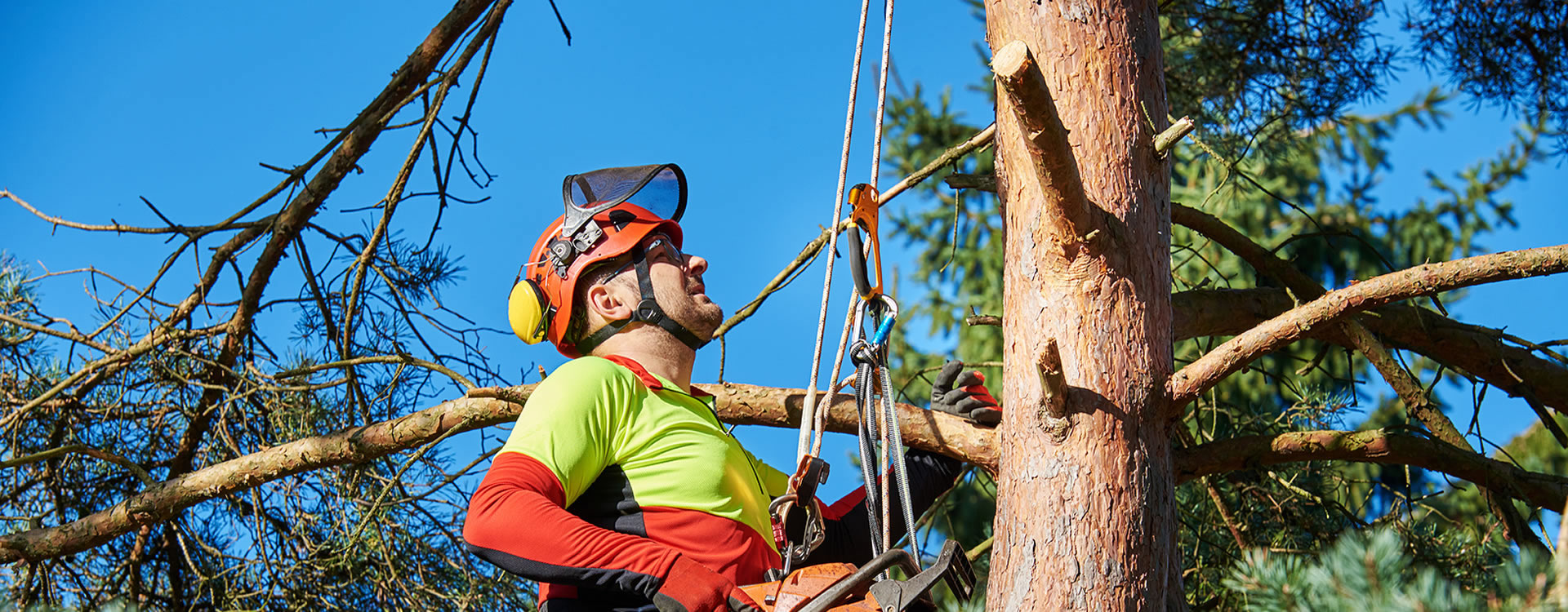 Arborist in Brookhaven