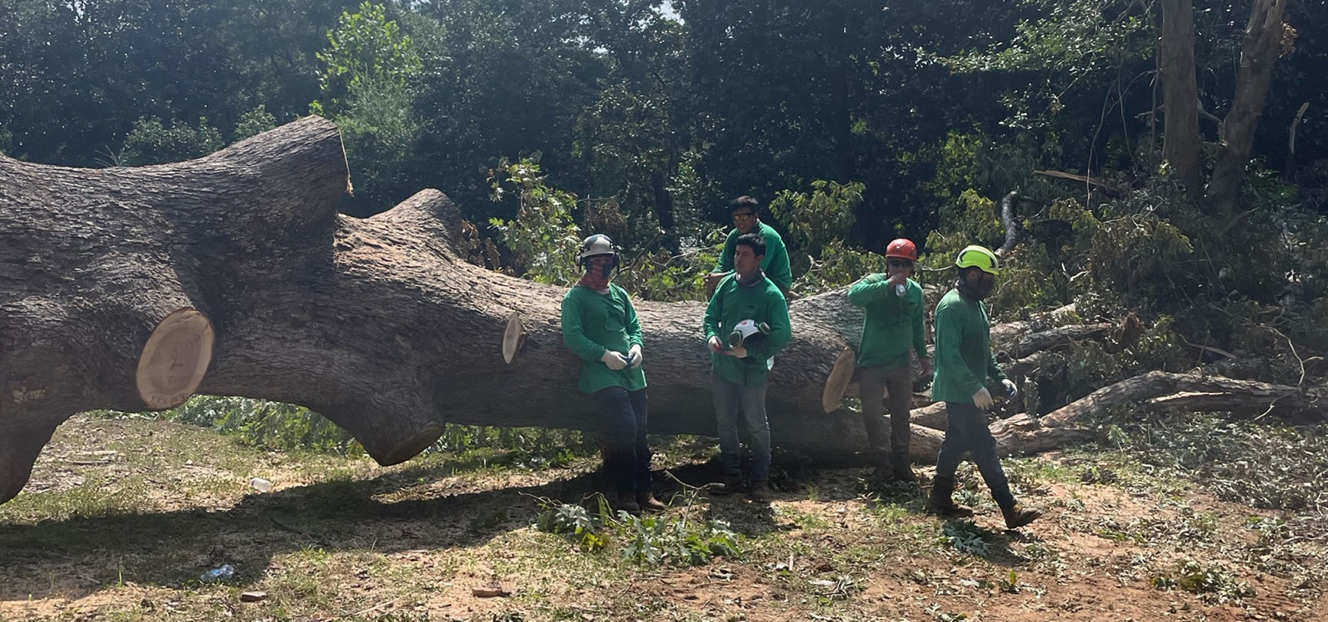 Trusted Tree Company Serving Dunwoody, GA