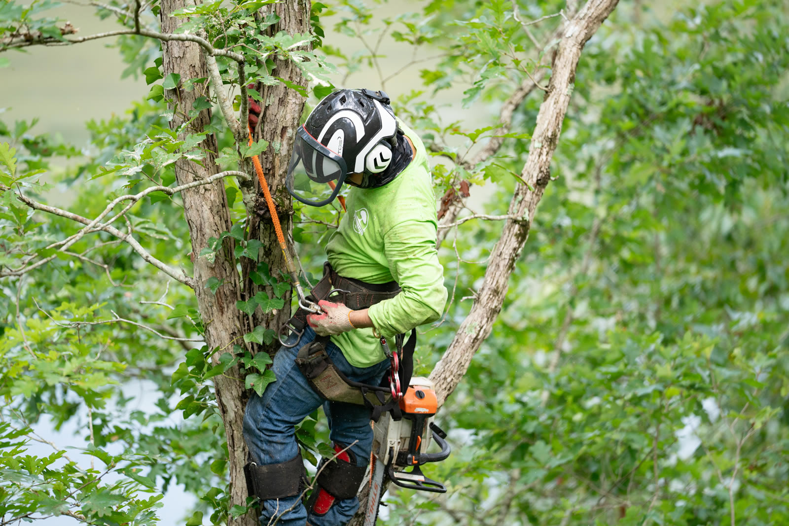 Trusted Tree Company Serving Alpharetta, GA