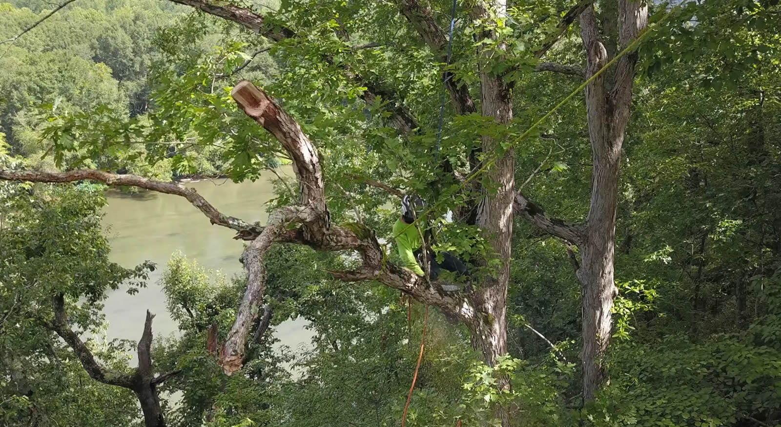 Trusted Tree Company Serving Decatur, GA