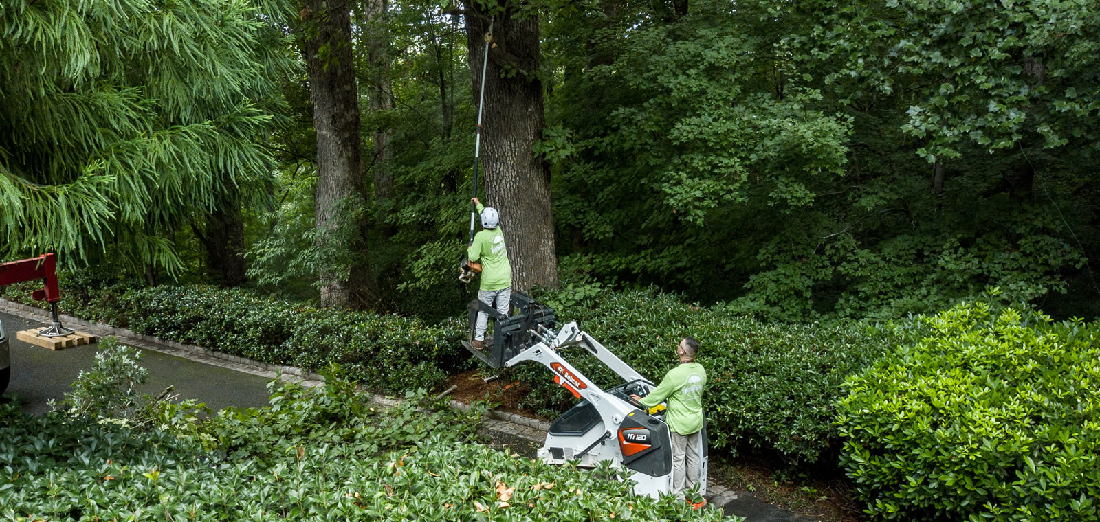 Emergency Tree Removal