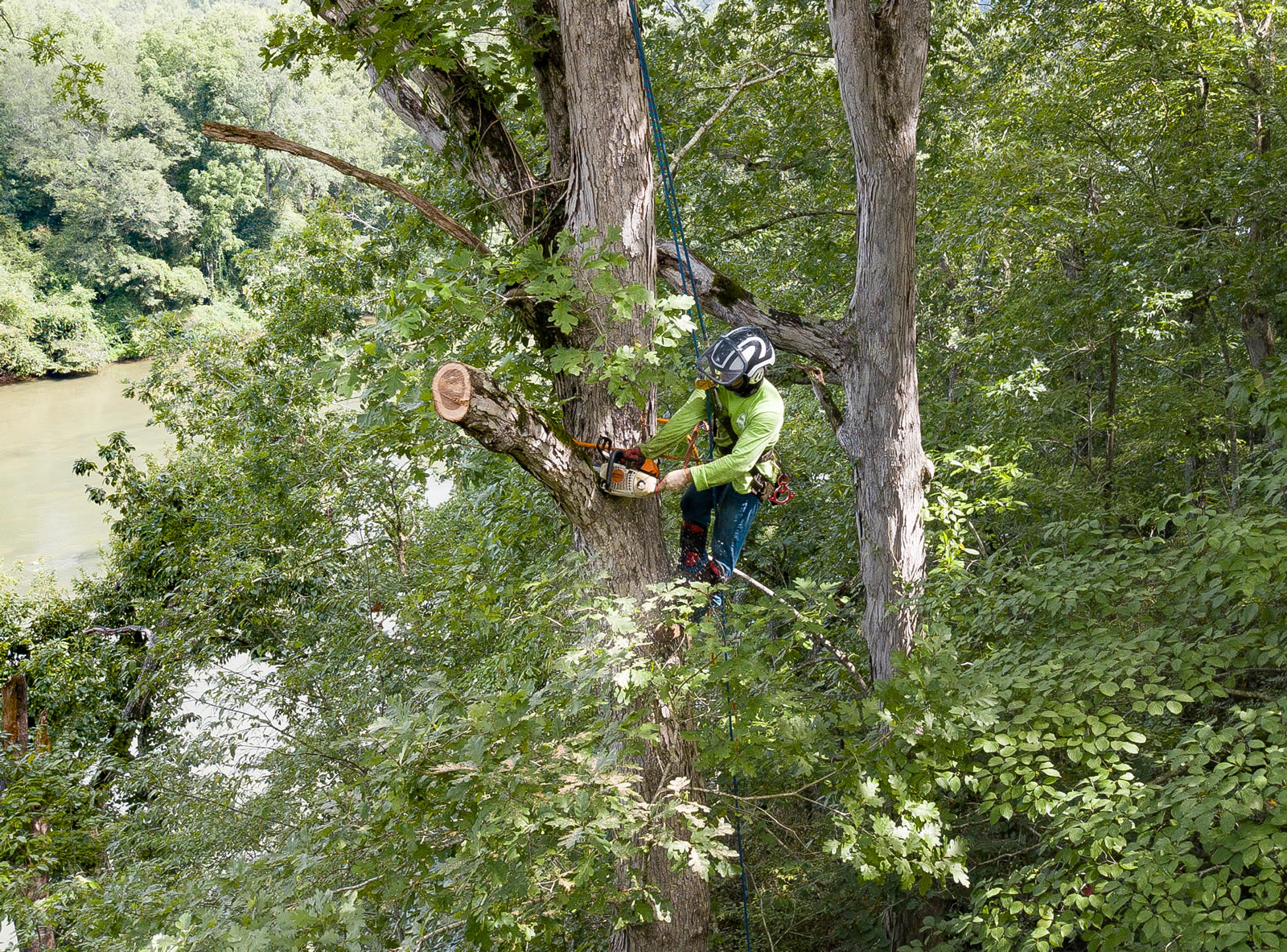 Tree Trimming
