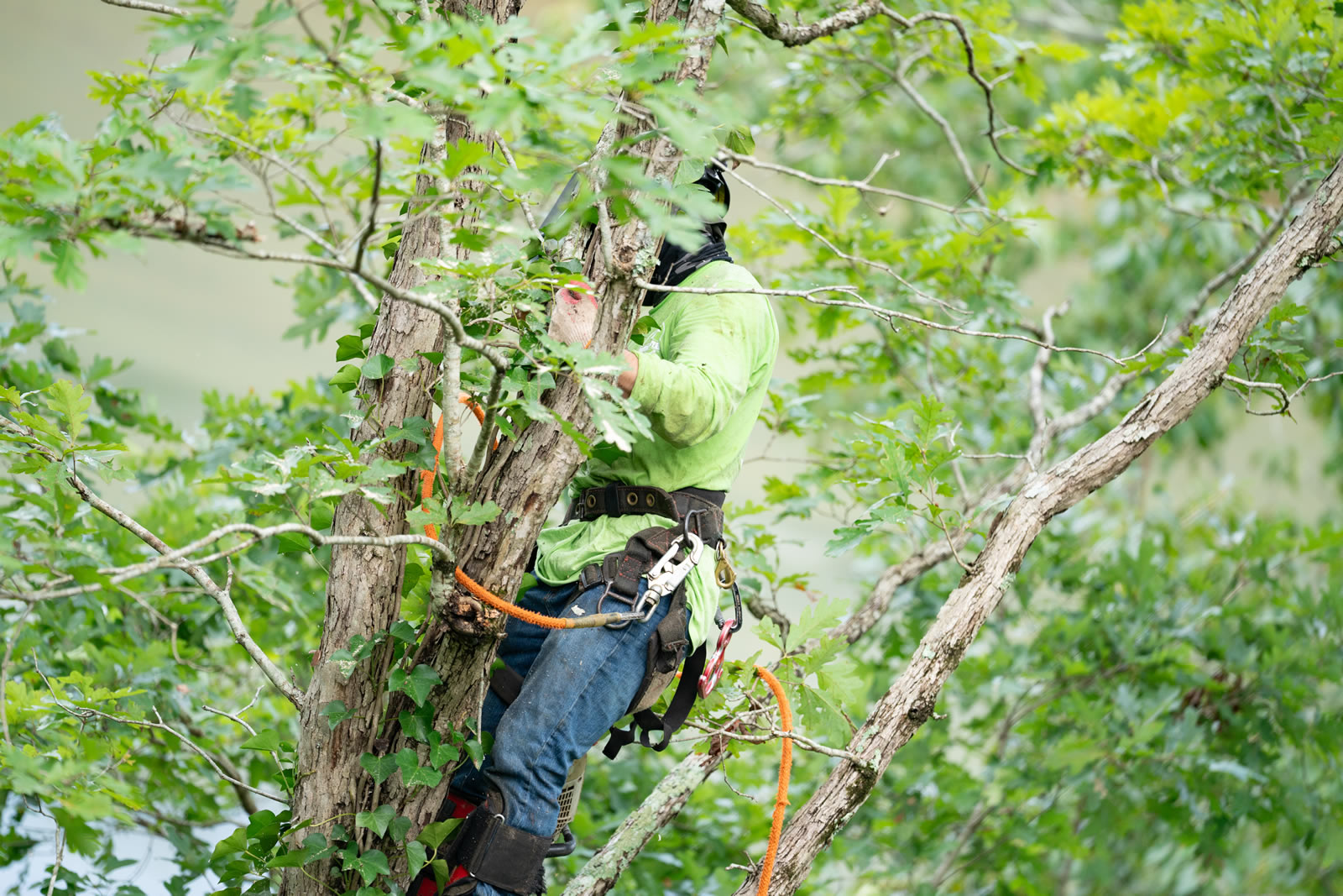Prevent Tree Damage with Proactive Storm Prep Tips