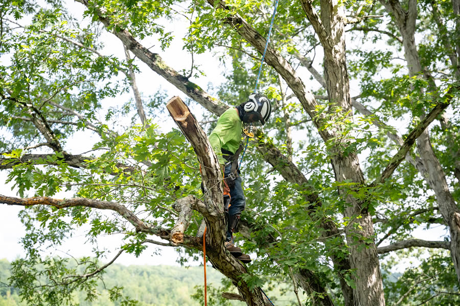 Trusted Tree Company Serving Duluth, GA