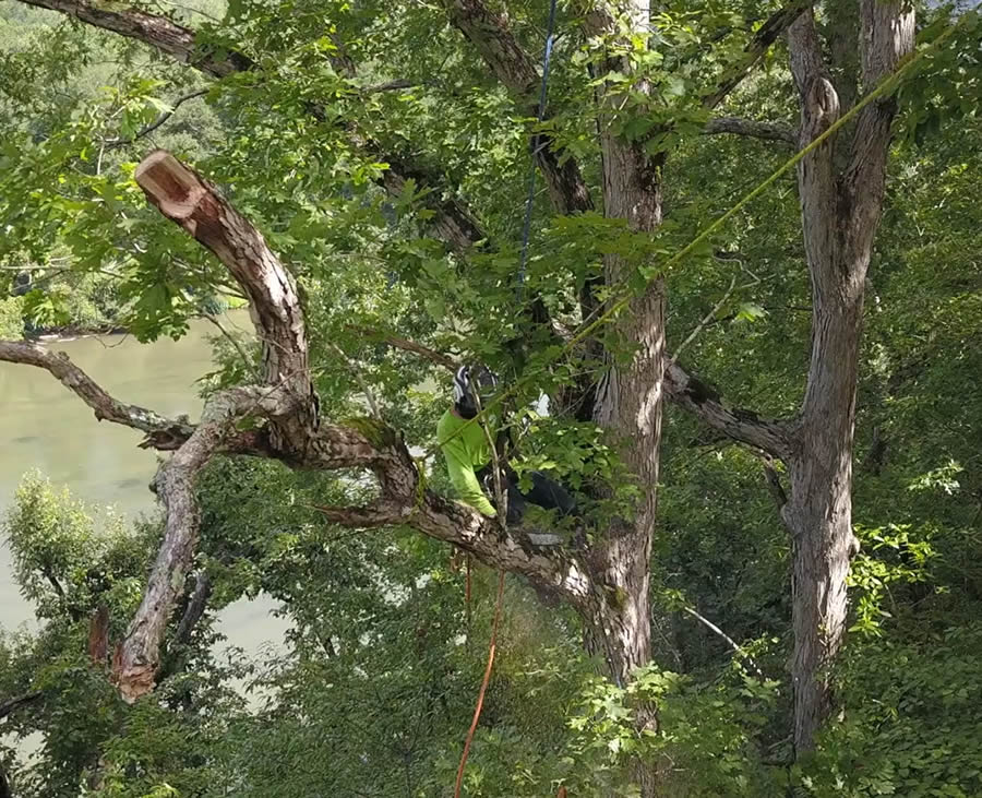 Trusted Tree Company Serving Duluth, GA