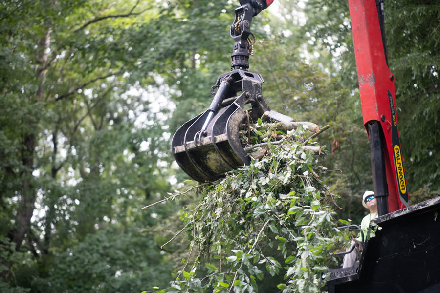 Trusted Tree Company Serving Dunwoody, GA