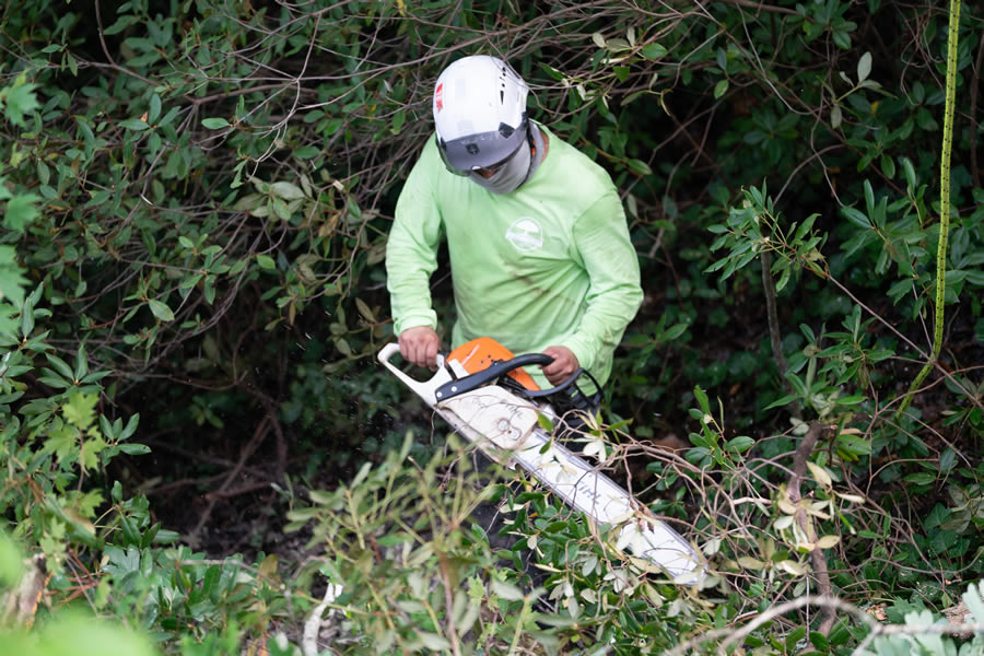 Trusted Tree Company Serving Sandy Springs, GA