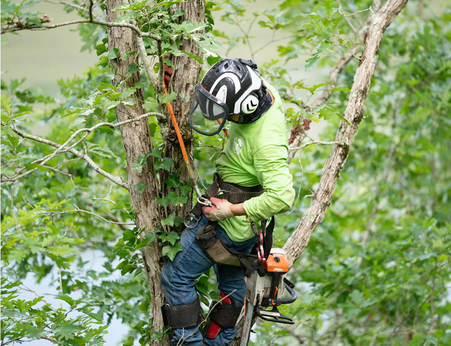 Trusted Tree Company Serving Tucker, GA