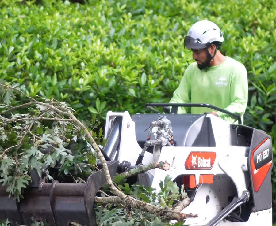 Trusted Tree Company Serving Tucker, GA
