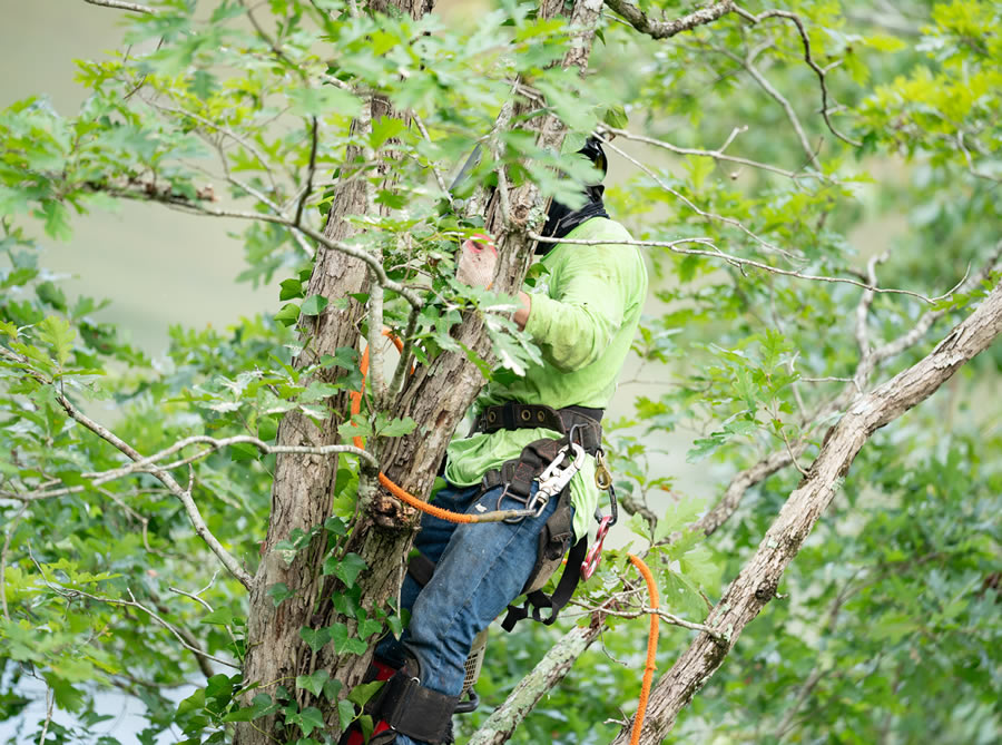 Trusted Tree Company Serving Vinings, GA
