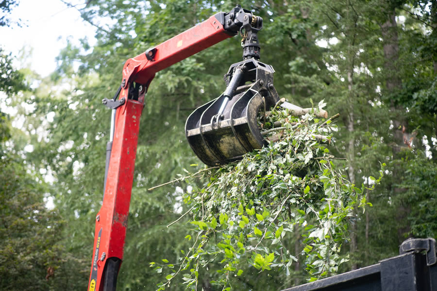 Trusted Tree Company Serving Chamblee, GA