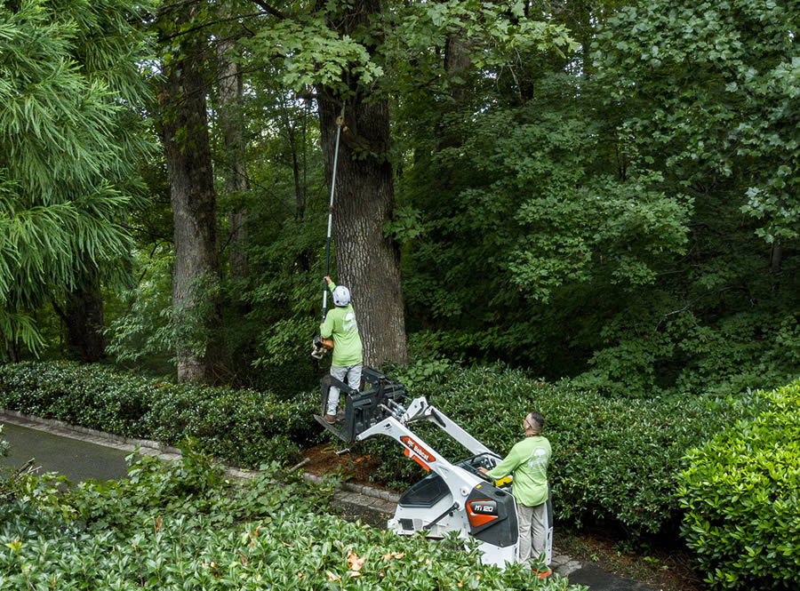 Tree Trimming